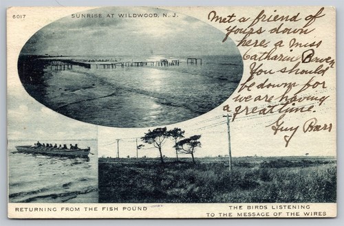 Wildwood multiview sunrise - multiview,