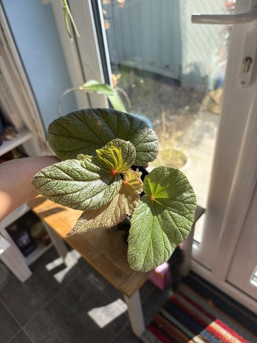 Begonia sinbad 7cm pot - begonia,