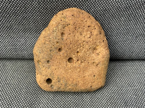 Fossil whale bone - whale,