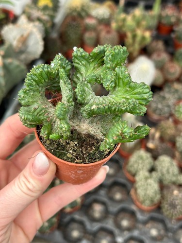 Euphorbia enopla cristata - enopla,