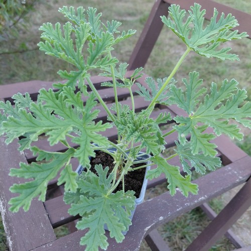 Pelargonium graveolens rose - graveolens,