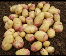 Seed potatoes Cara Main Crop