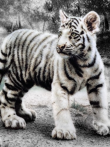 White tiger cubs decorative - cubs,