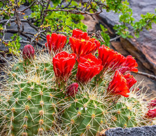 Echinocereus coccineus. Half