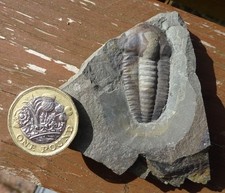 MIDDLE CAMBRIAN TRILOBITE – Ellipsocephalus hoffi – JINCE, CZECH REPUBLIC