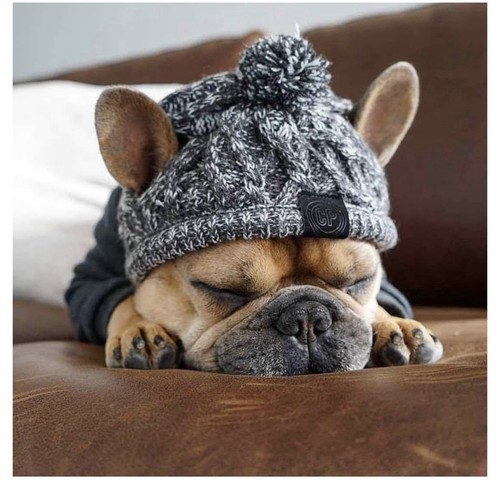 Dog winter pom beanie - beanie, hat