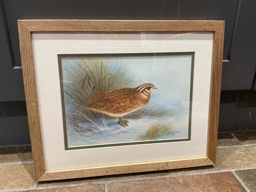 Watercolour painting quail - painting,,