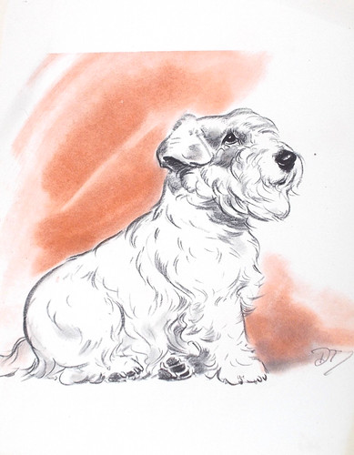 Old vintage print sealyham - old,