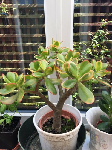 Jade plant crassula ovata - jade,
