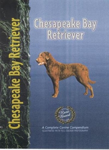 Chesapeake bay retriever nona - bay, retriever,nona