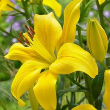 Yellow Giant Tree Lily Robert