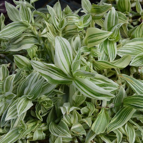 Tradescantia zebrina blanc - zebrina,
