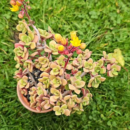 Aeonium lindleyii succulent - lindleyii,