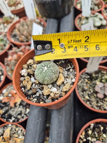 Astrophytum asterias one small - asterias,