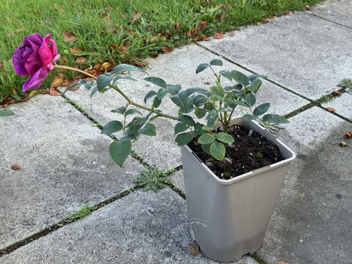 Purple timeless rose - ., will