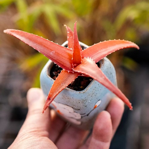 5cm aloe vaombe - 5cm, liliaceae