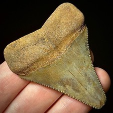 Great White Shark Tooth 2.21"