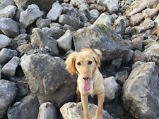 Reclaimed sandstone rockery  rock  water fall  flood control  keep off my grass