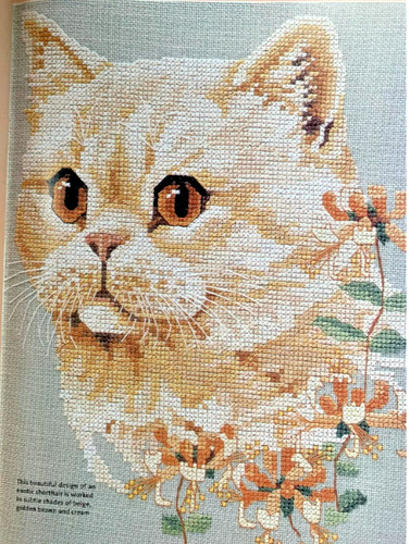 Cat cats feline kitten - cats,