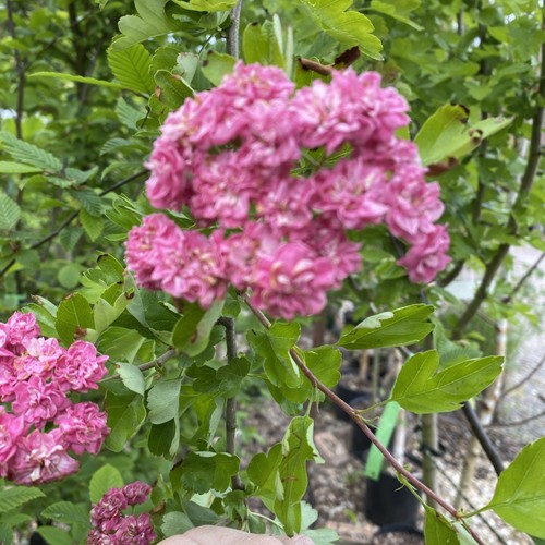 Pink hawthorn tree - ft,