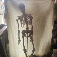 Vintage Human Skeleton Life Size Medical Grade Anatomy Model Anatomical Skeleton