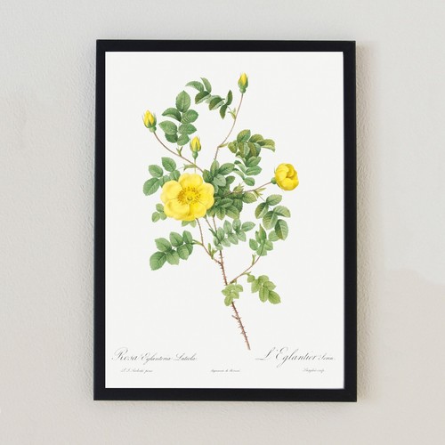 Antique flower botanical - flower,