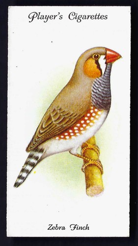 Player aviary and cage - player,