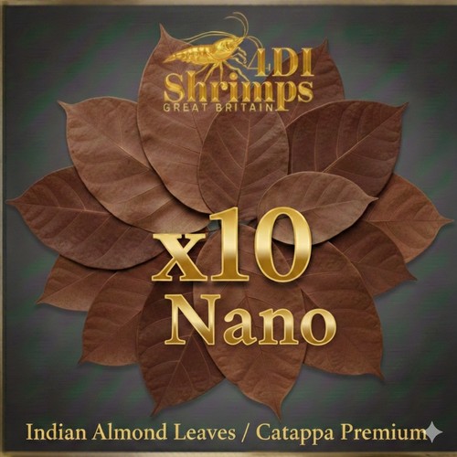 10x small nano - 10x, indian