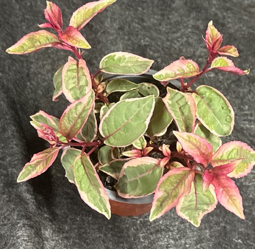 Hardy fuchsia varigated - varigated, tom