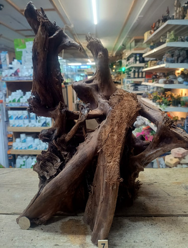 Large mangrove 60cm - 41-60cm, root