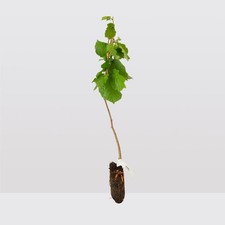 3 Hazel Trees - Corylus