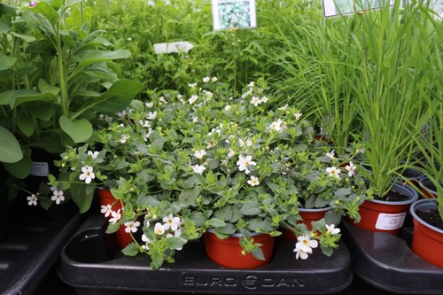 Bacopa snowtopia trailing - bacopa,
