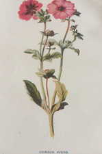 Antique Print 1880s Botanical