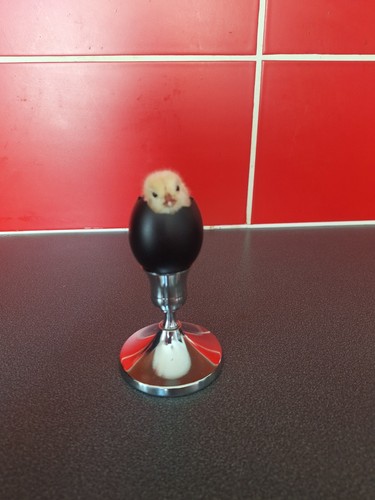 Taxidermy chick egg on - in,