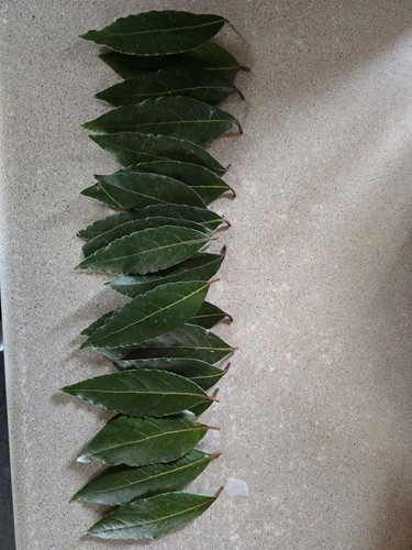 Bay leaves - bay,