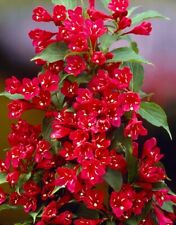 Weigela Red Prince  - Mass