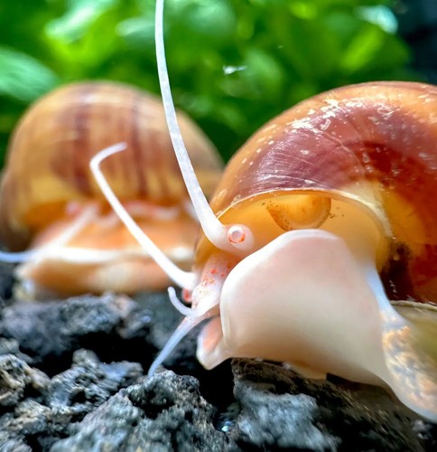 Chestnut mystery snails - chestnut,