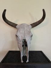 Large Bull Skull With Horns