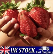 Giant Strawberry Seeds, Sweet And Delicious, Large Garden Fruit Plant Seeds UK