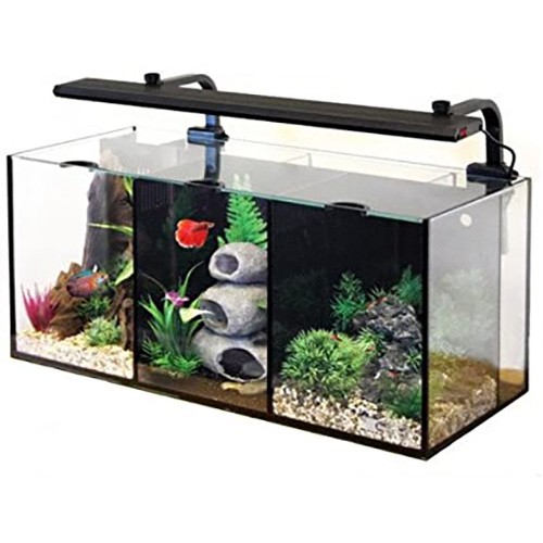 Aqua one betta trio - betta,