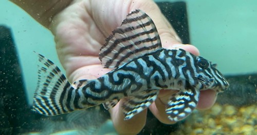 Hypancistrus seideli l333 - seideli,