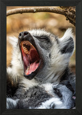 Tired Lemur Framed Wall Art