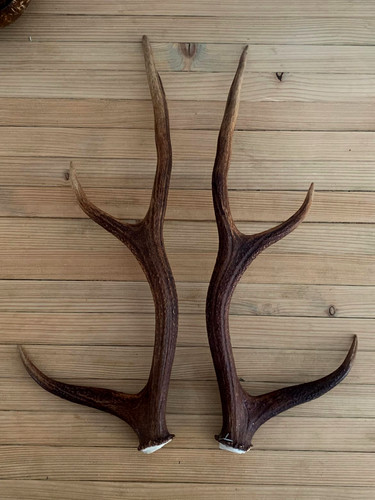 Pair sika deer - sika, antlers