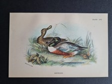 Antique (1894) print -