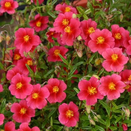 Helianthemum plug plants
