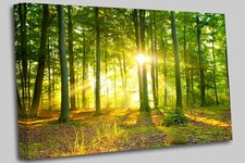 Green Tree Sunset Canvas Wall