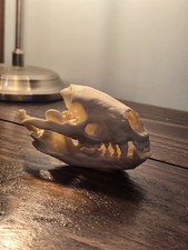Real Genuine Badger Skull With