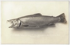 1909 Mounted Taxidermy Trout