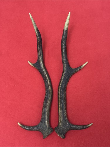 Pair red deer - red, 540g