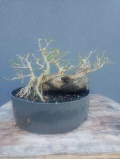 Privet Bonsai Tree Raft